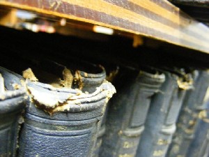 biblioteca 022 copy.jpg